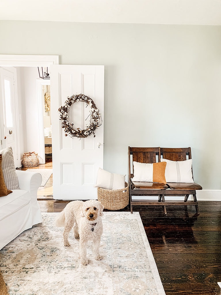 Fall Living Room Mini Golden doodle